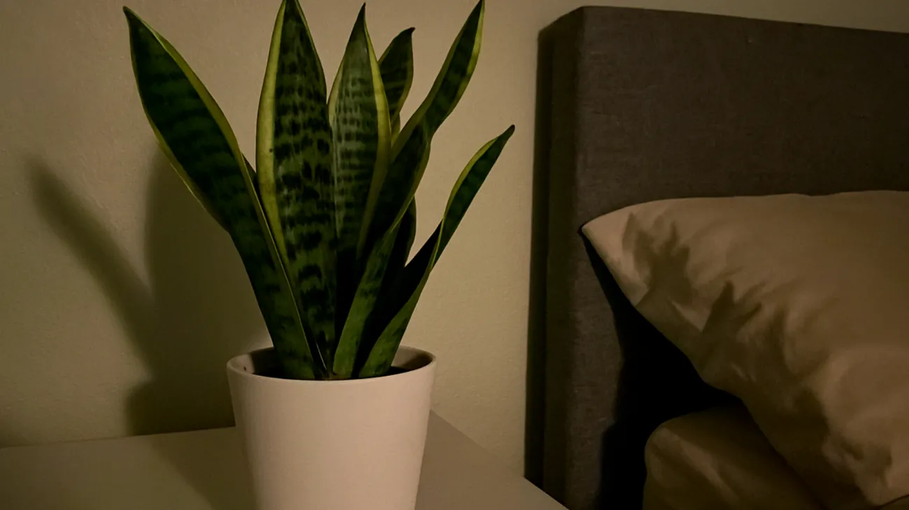 Sansevieria"