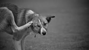 cane che si gratta